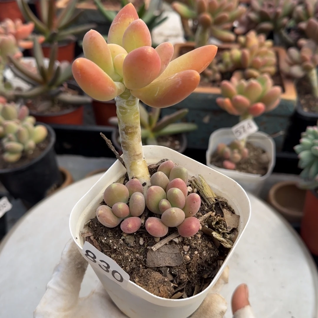 830号一物一拍一物一拍一物一拍