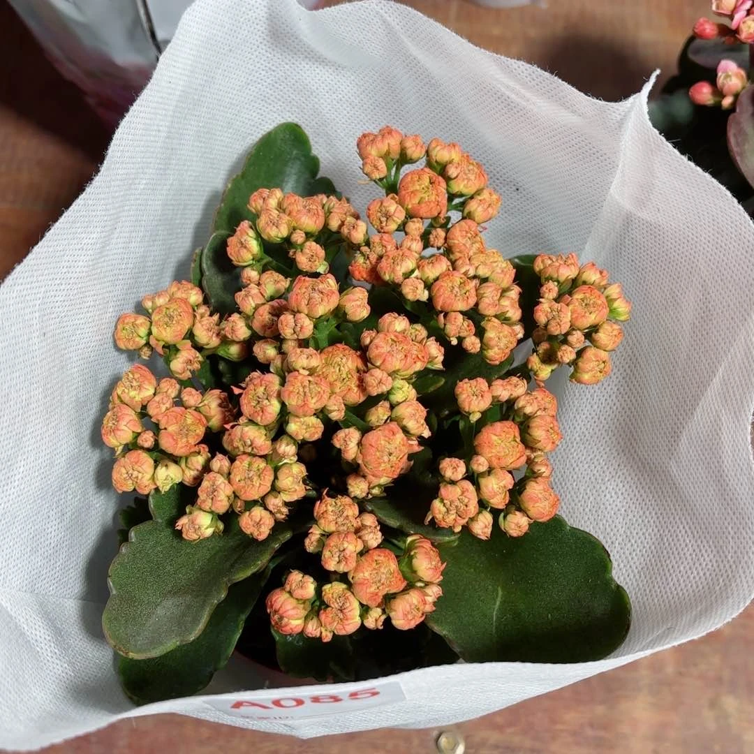 A085金步摇长寿花一颗