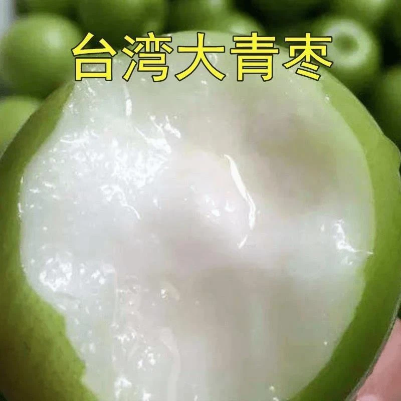 台湾牛奶特大青枣嫁接枣树苗贵妃蜜枣脆甜带土裸根多年生夏季清甜