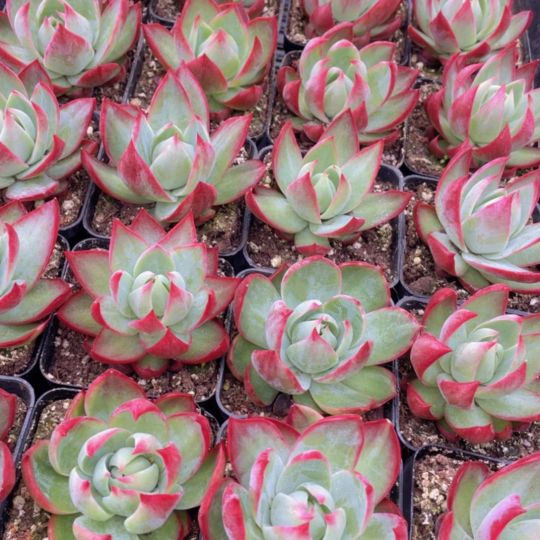 量拍57号 惊鸿仙子单头一个