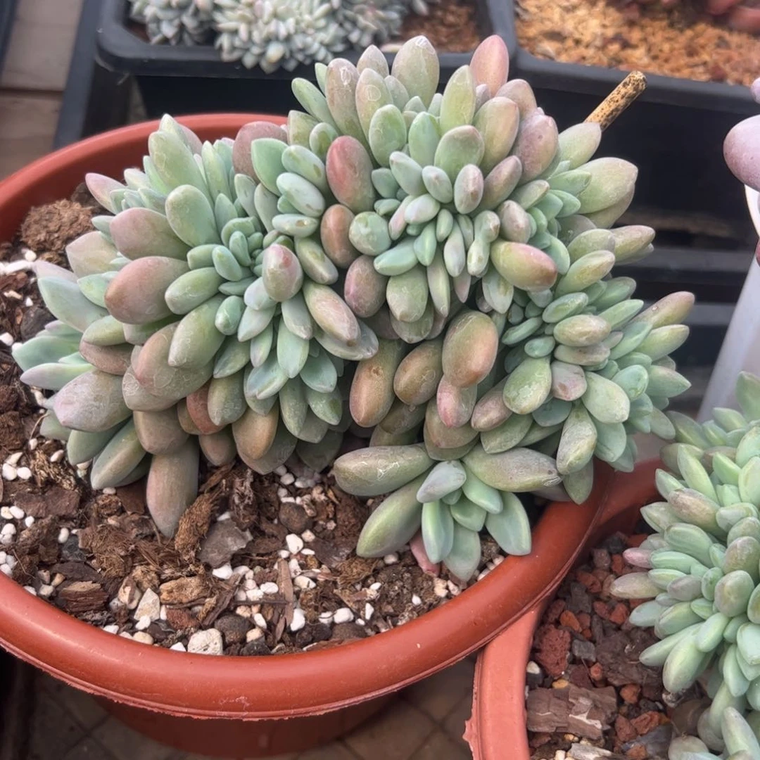 白露缀，一物一拍