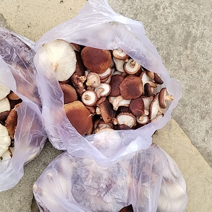 青榄贵州香菇薪鲜两斤