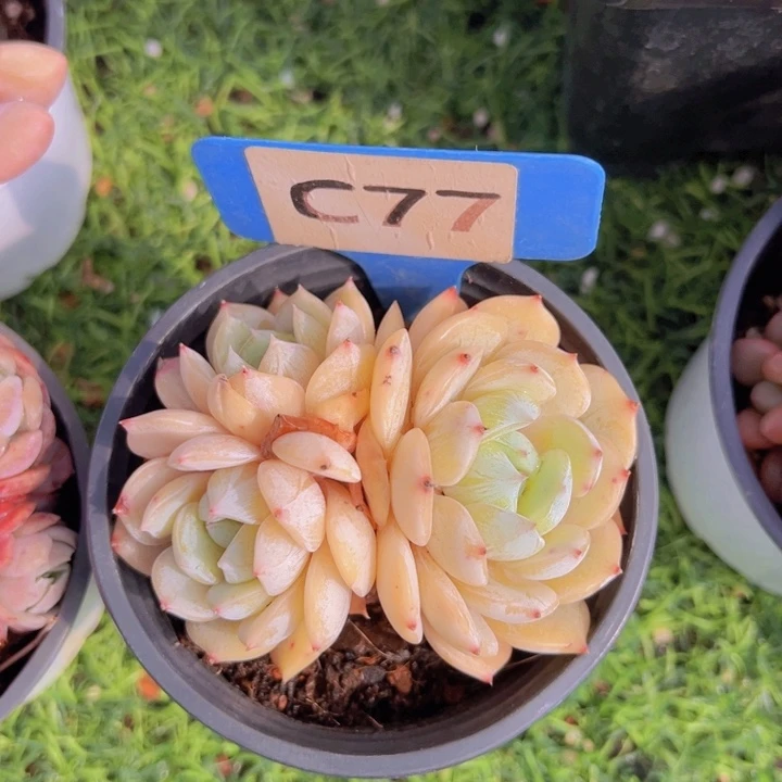 健健康康平平安安