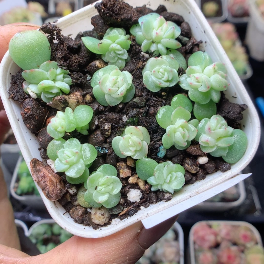 无花朵R13 纸鸢甜心13 颗yyyy