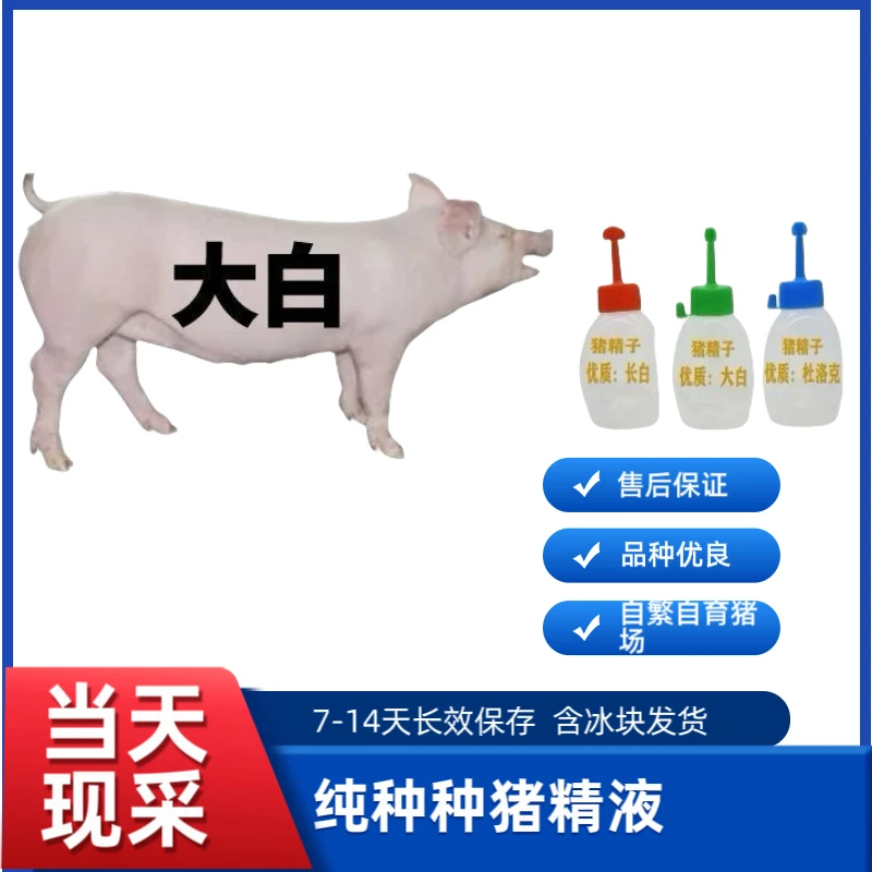 原种优质大约克仲公猪精一件包邮包对版生态养殖批发发情母猪专用