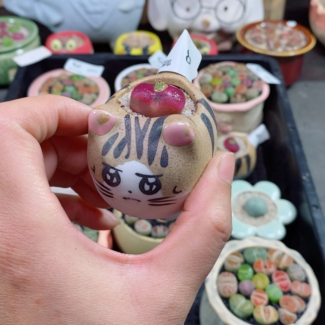 生石花花花花花花82