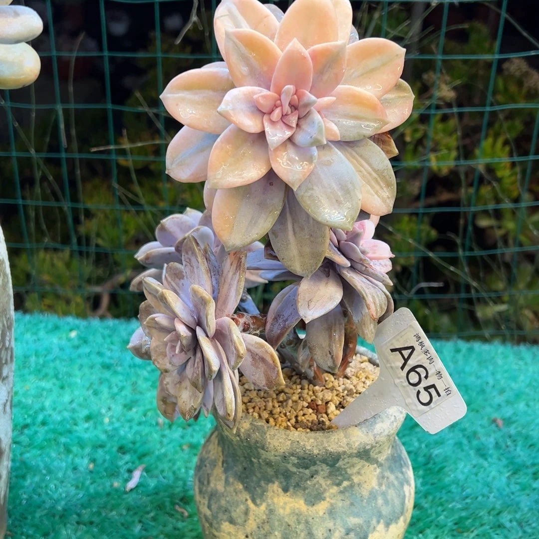 华丽风车锦，，，，，，，，，，，，，，，，，