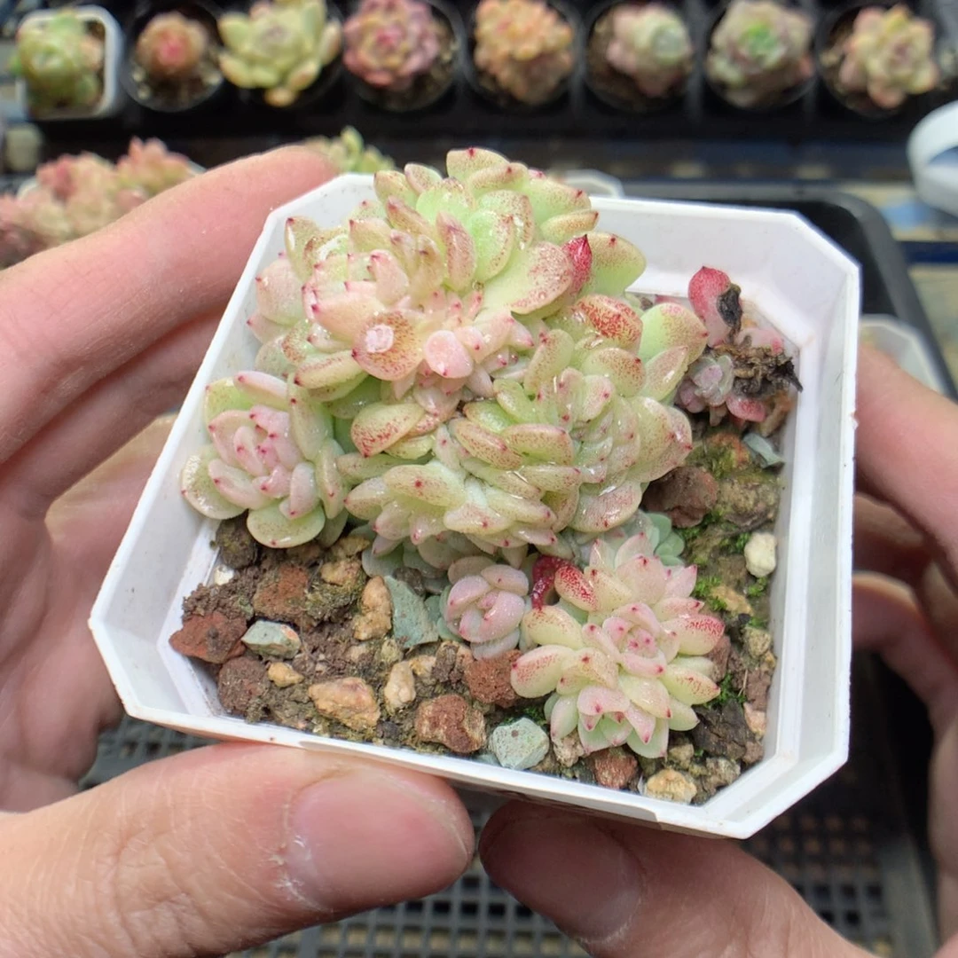 C42y y y y y y y t