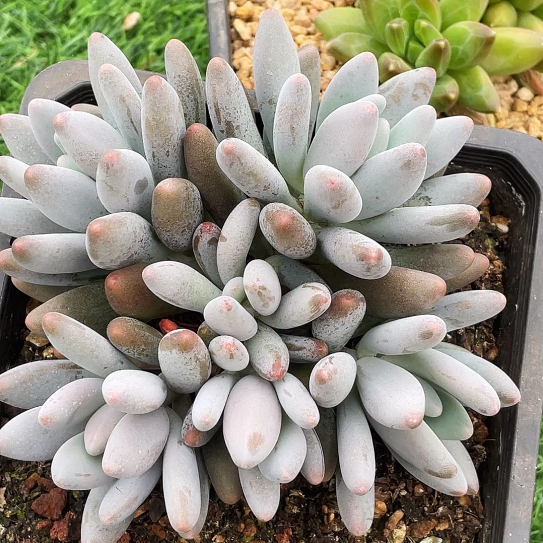 整桩无砍多头海鸥（企鹅杂）一颗