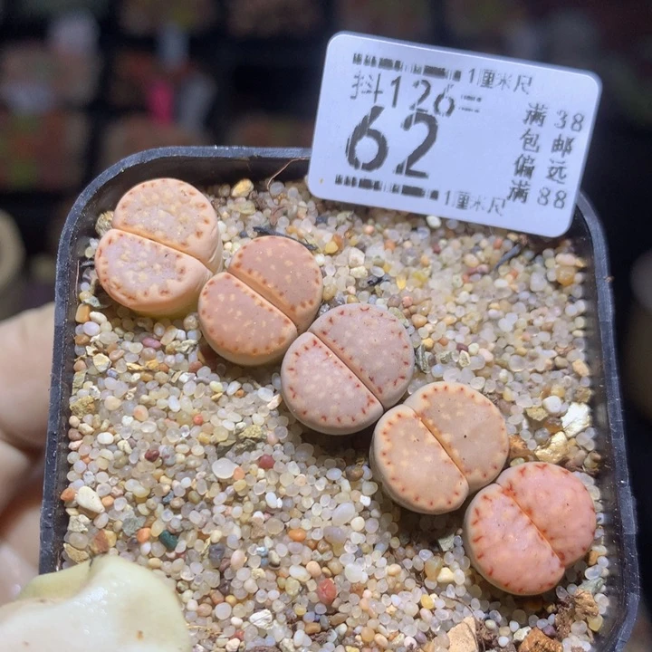 今天播完放假啦126.62