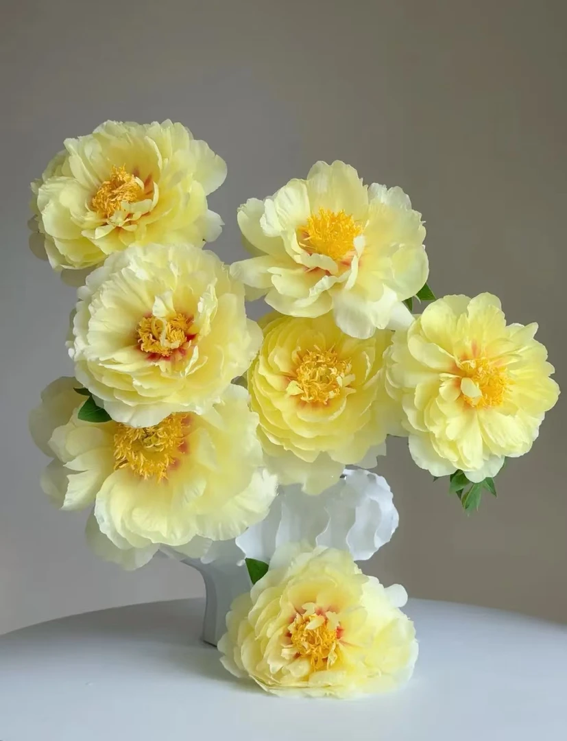 【巴茨拉】现货速发  芍药鲜切花A+级重瓣花卉山东菏泽基地直发