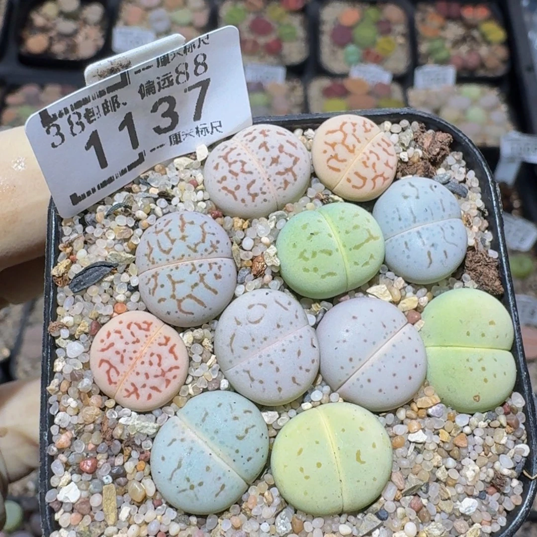 zzzz精品生石花1137