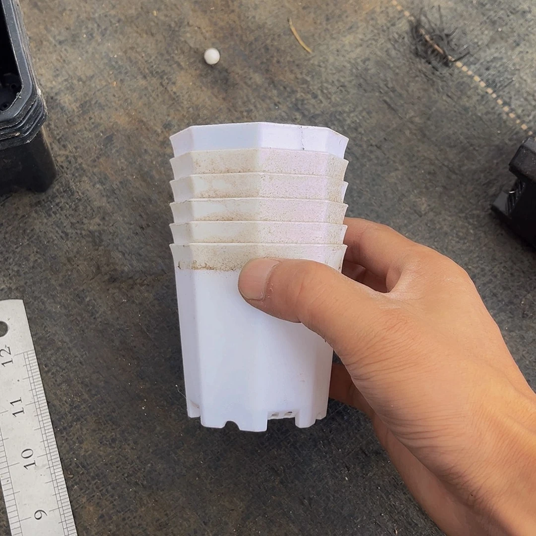白色八方杯30个小的
