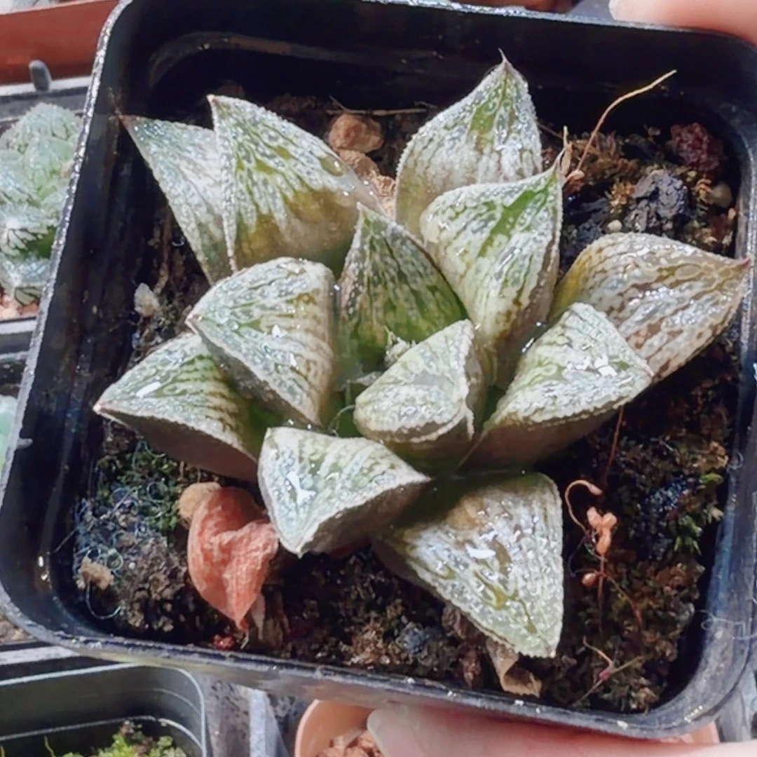 十二卷玉津姬开播福利