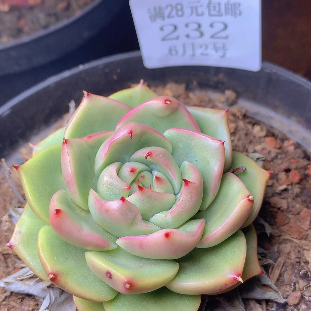 【闪购商品】云232号