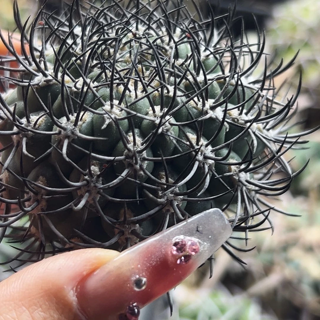 随***缘逆豹有根仙人球66666666