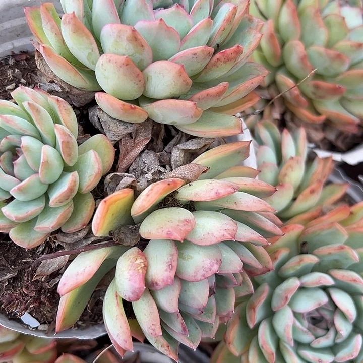 无花朵樱桃老桩。