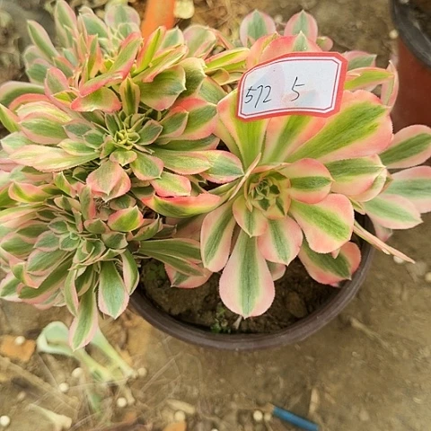 多肉植物女巫缀572