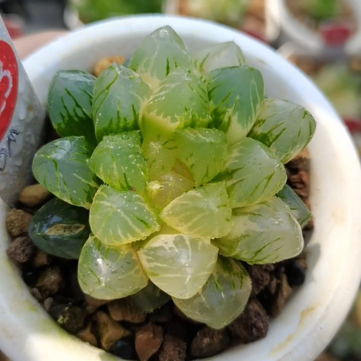423号OM玉露锦一物一拍带盆土发货
