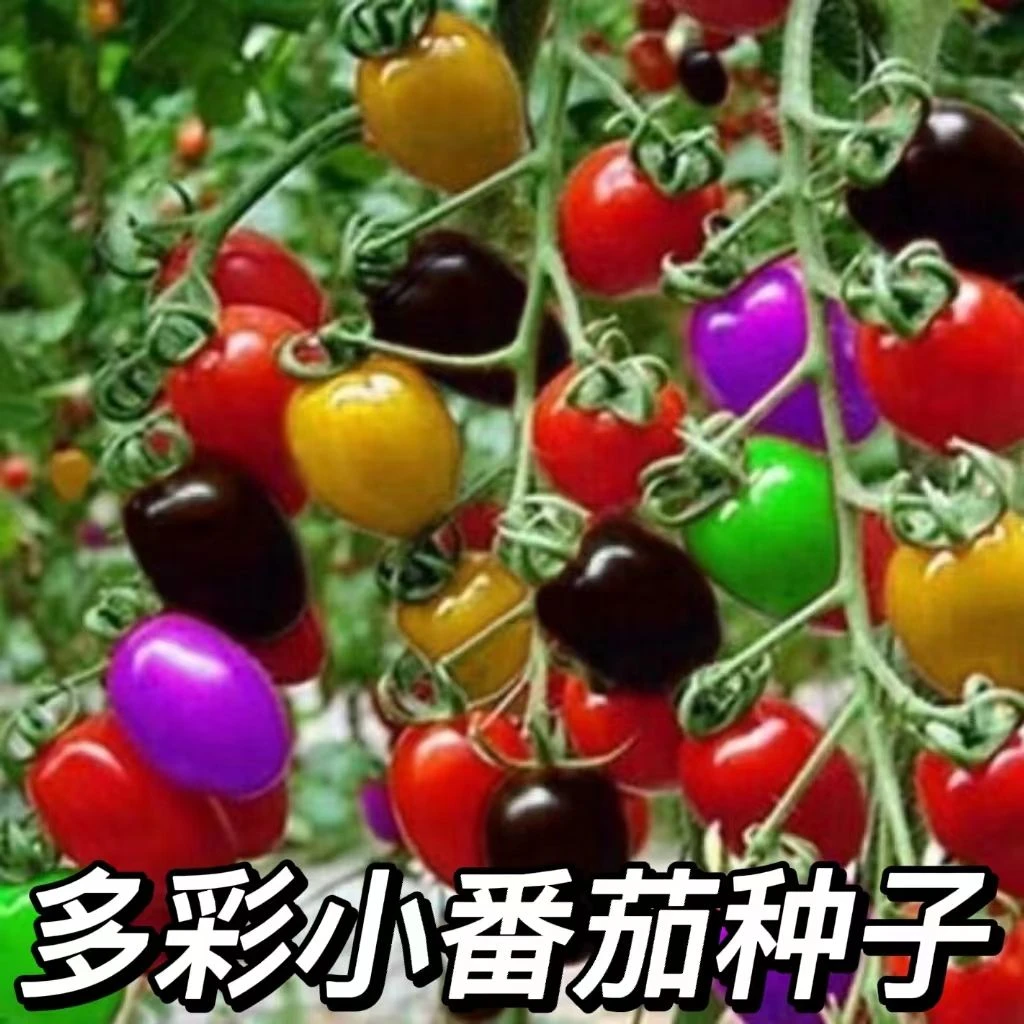 多彩小番茄种子千禧圣女果高产盆栽阳台水果蔬菜高产多彩番茄种籽
