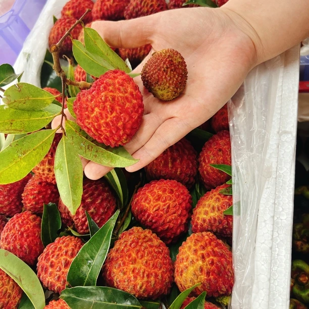 海南贵族荔枝王500克毛丹