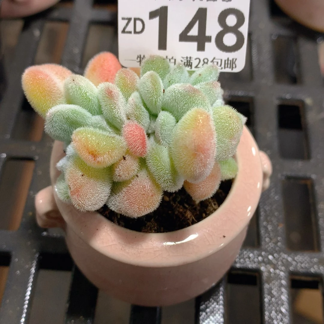 肉萌萌拇指盆精控多肉ZD148