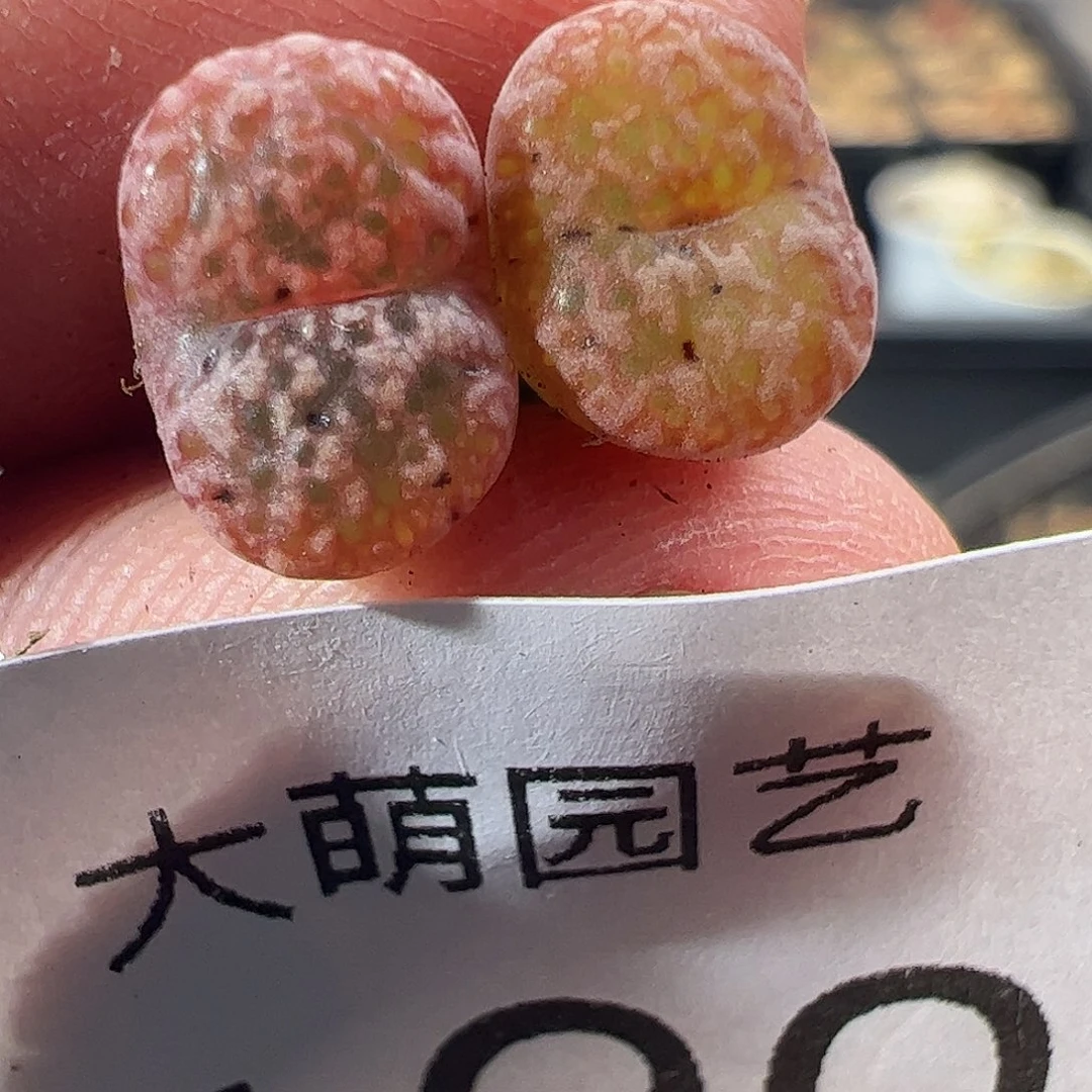一物一拍1444.222鸟哈尼。 190