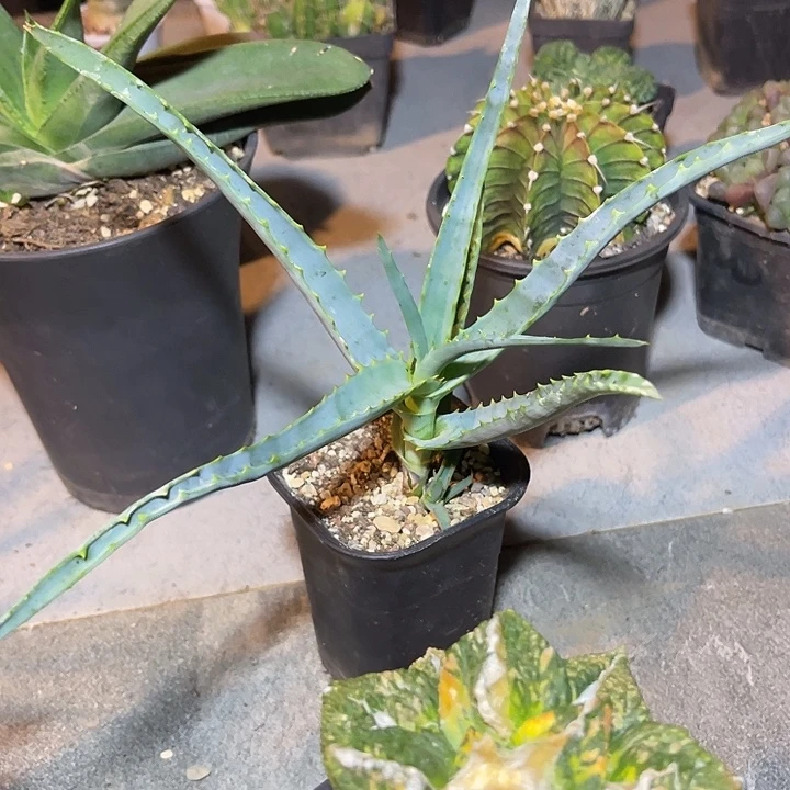实生范巴伦芦荟一物一拍
