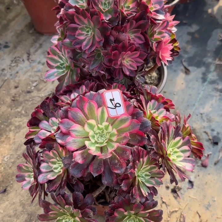 29红铜加皇后朵朵有砍过2不包售后处理