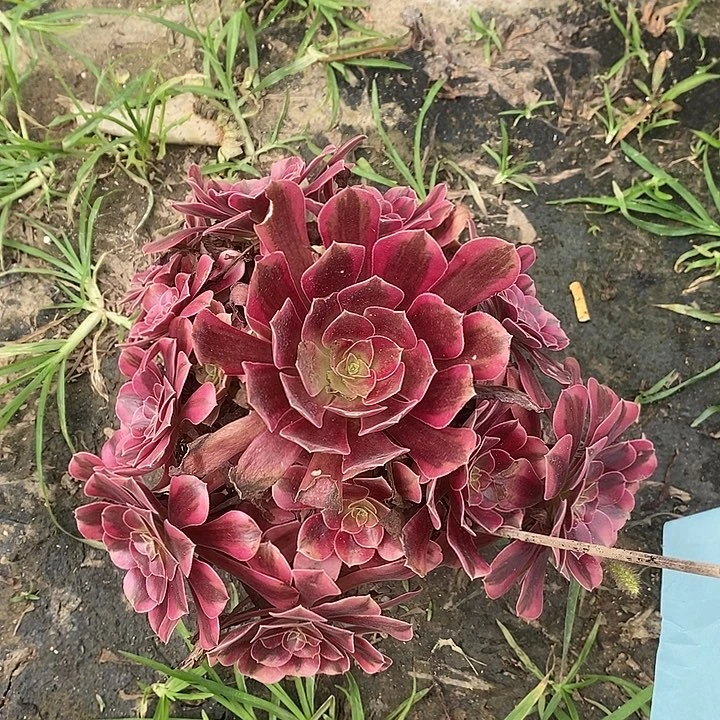 美杜莎42多肉植物法师法师