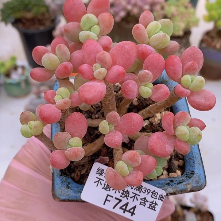 鱼子酱老桩8cm744多肉植物