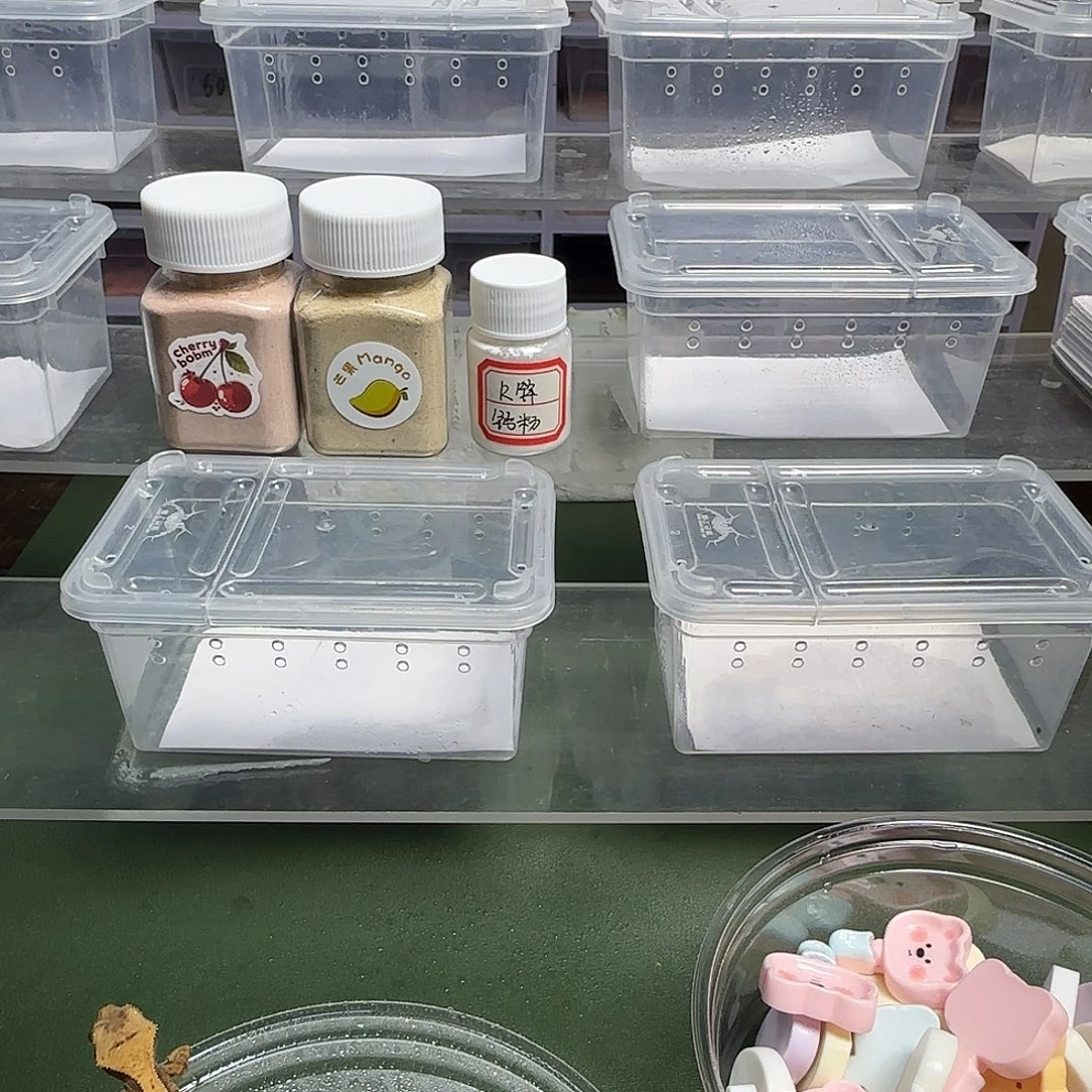 秧***r睫角守宫睫角守宫大幼