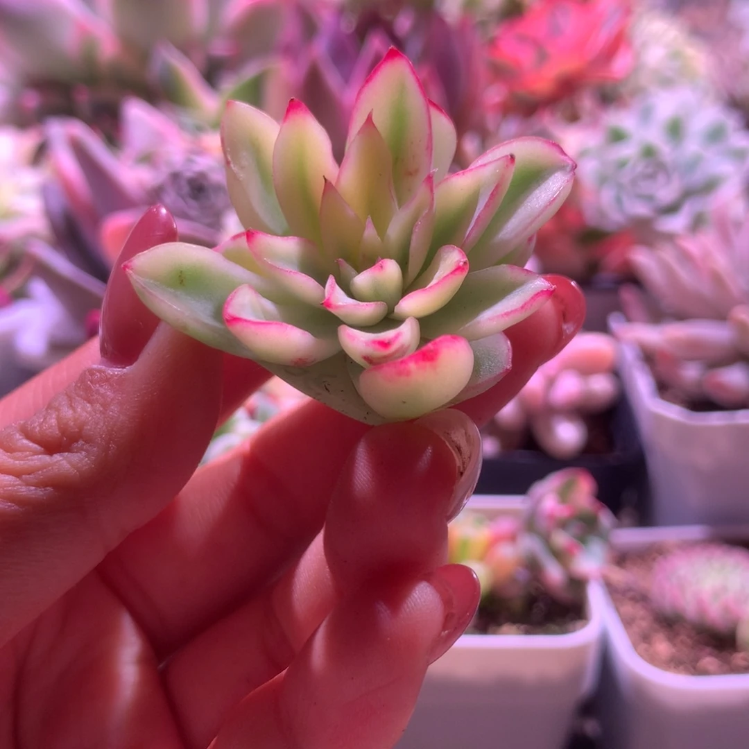 新胜骑兵覆轮锦砍头