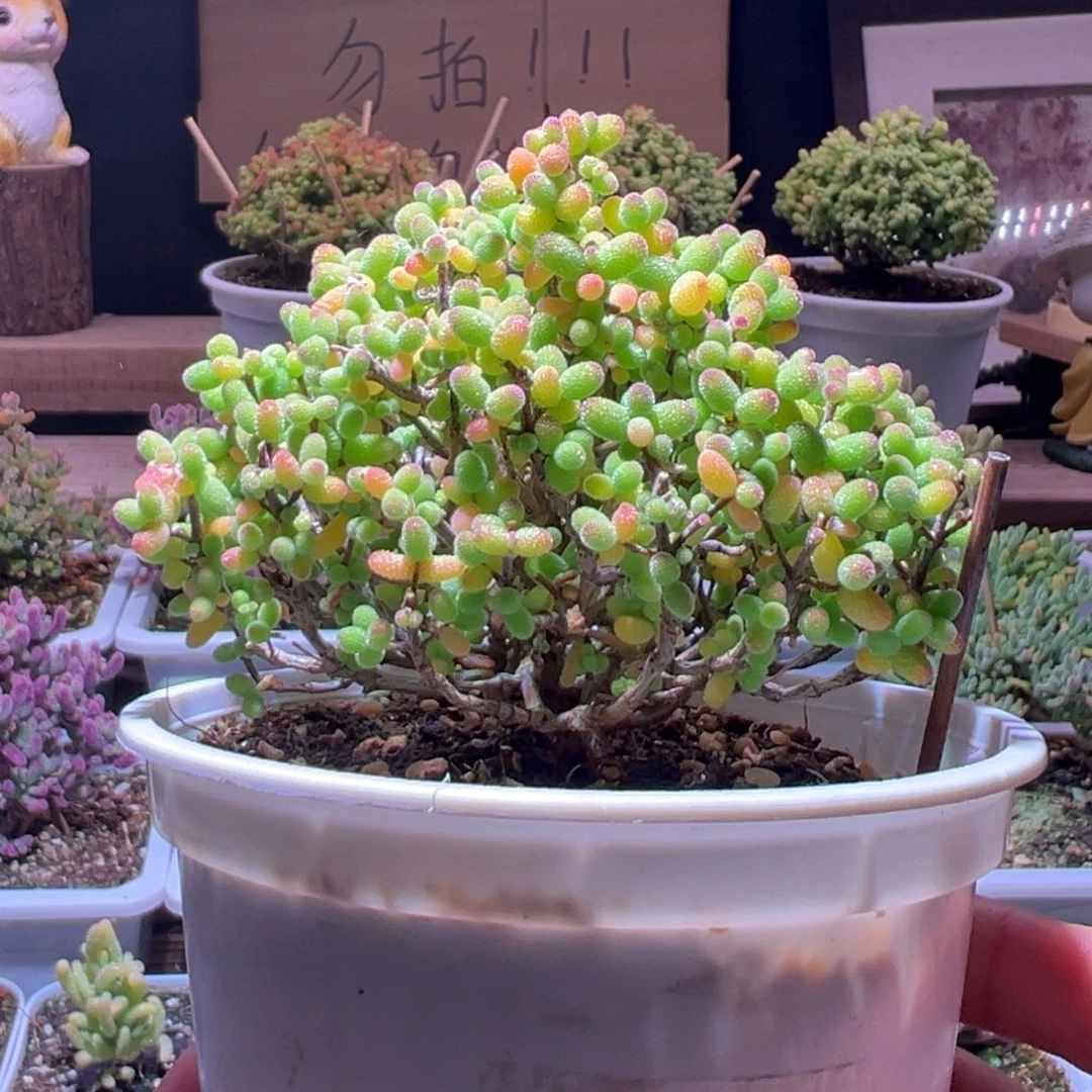 165金桔一物一拍包开箱