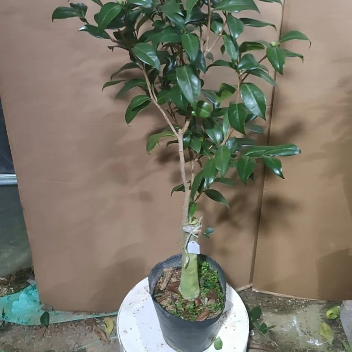 568雅子,原盆原土发货,不包邮