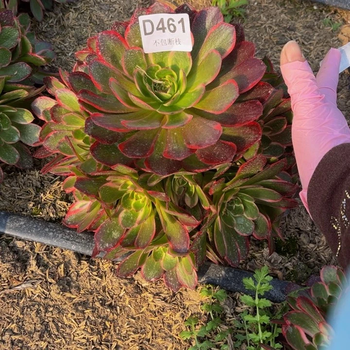 461花妖量多肉法师不包断枝