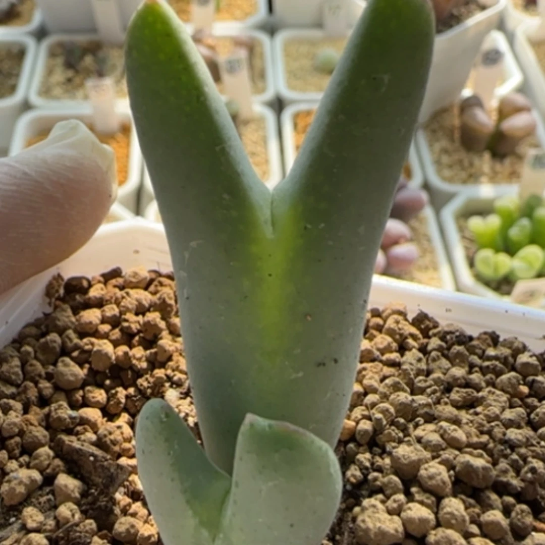 【闪购商品】21257毛将带宝宝