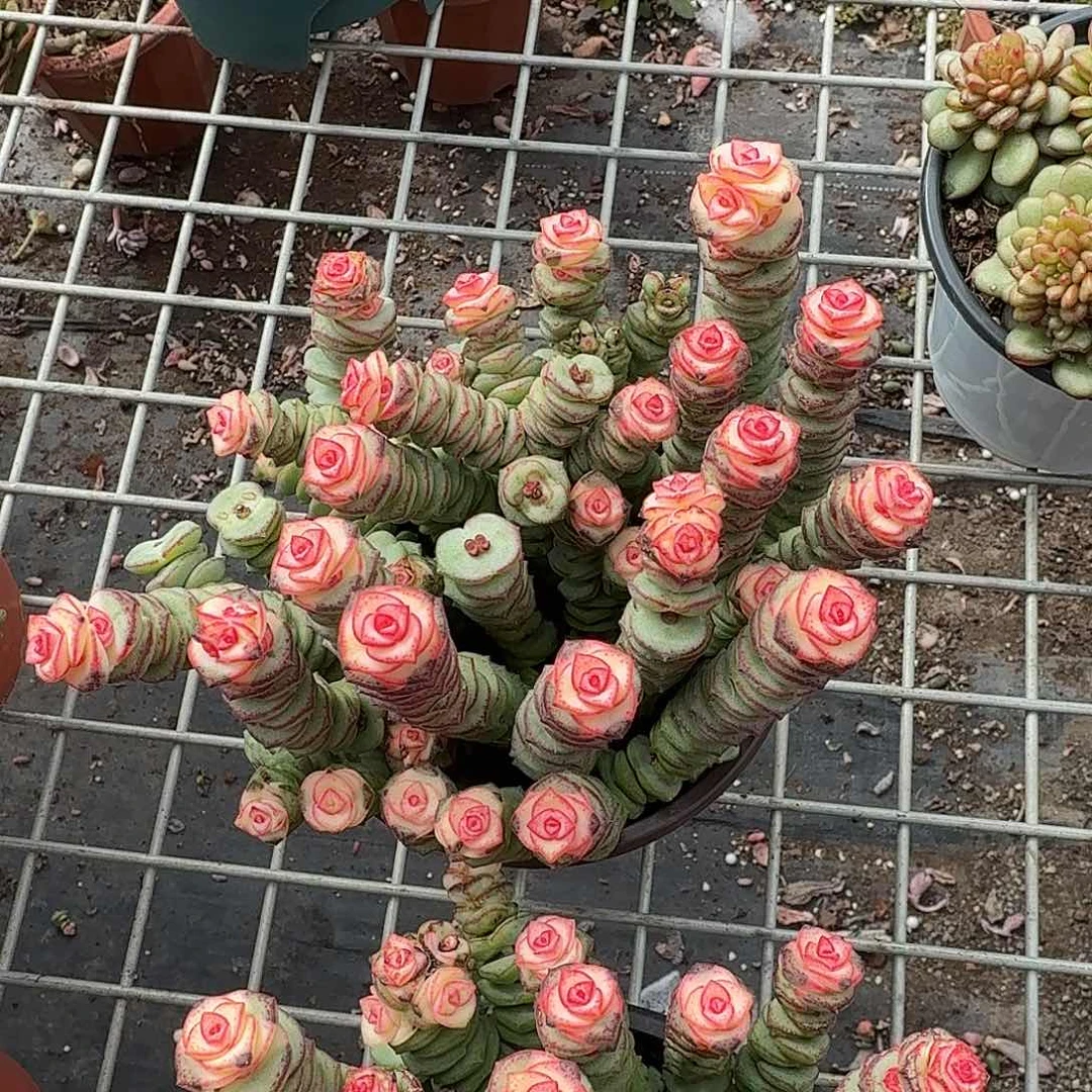 彩色钱穿多肉植物图