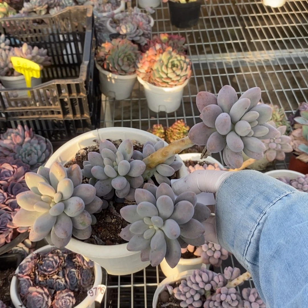 去***莉2567汤圆多头一物一拍