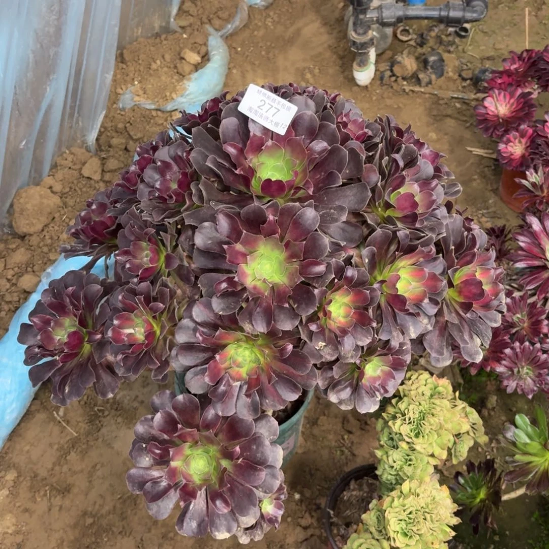 277花纳多肉植物法师