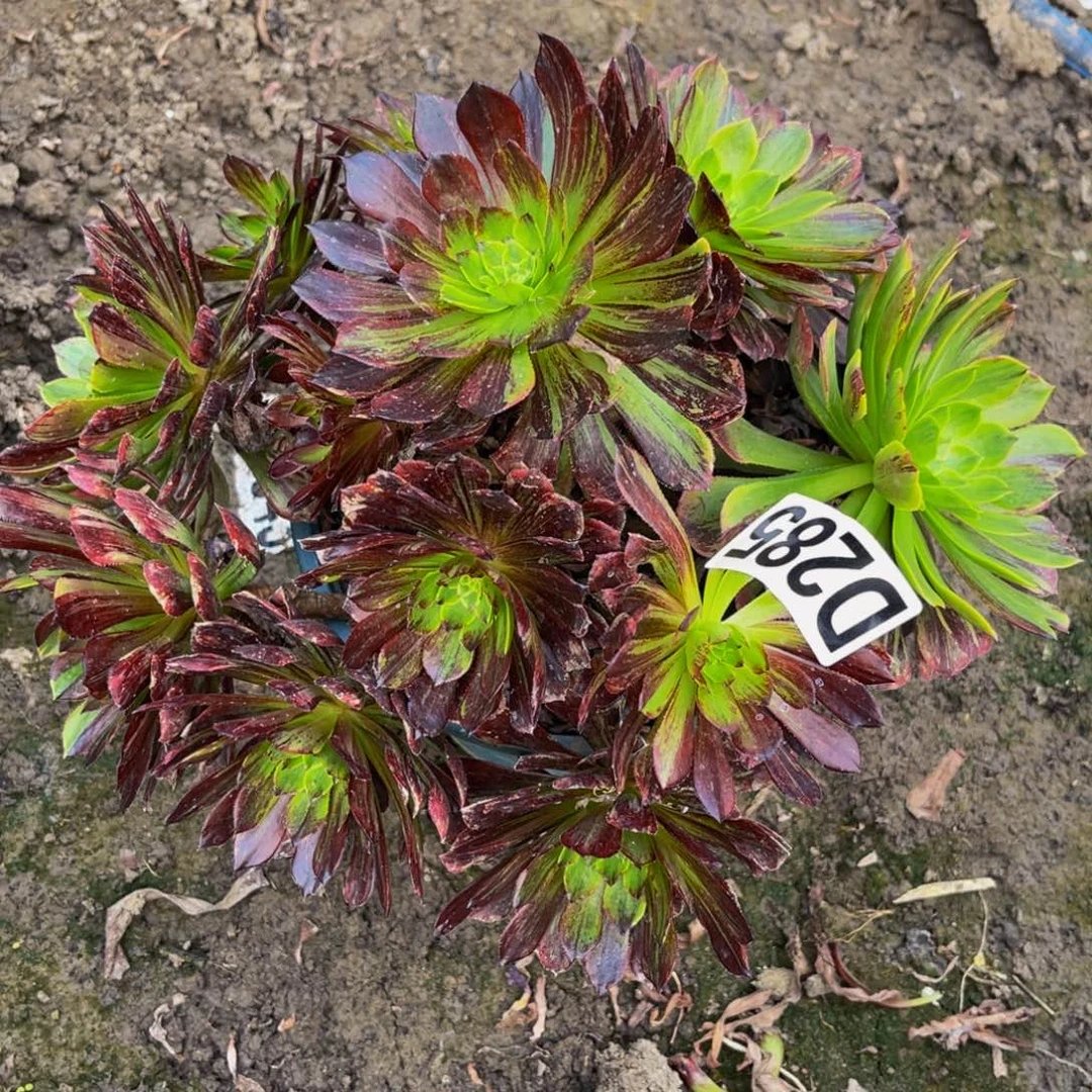 莫兰迪法师26////19包邮