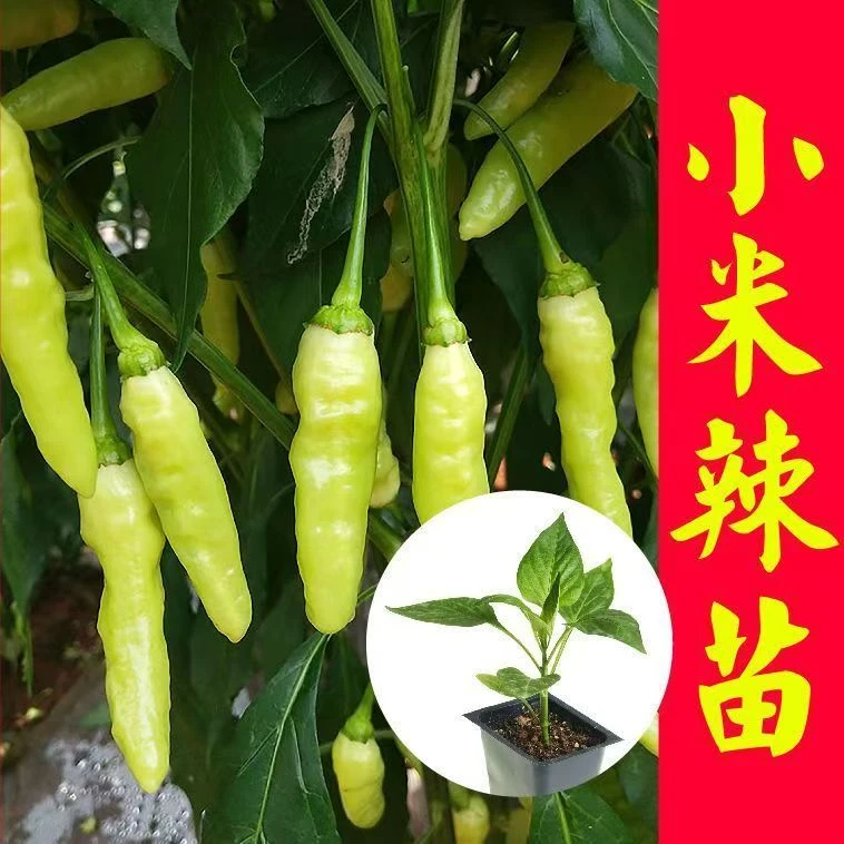 寿光爆辣小米辣椒苗高产抗病压趴架庭院阳台种植