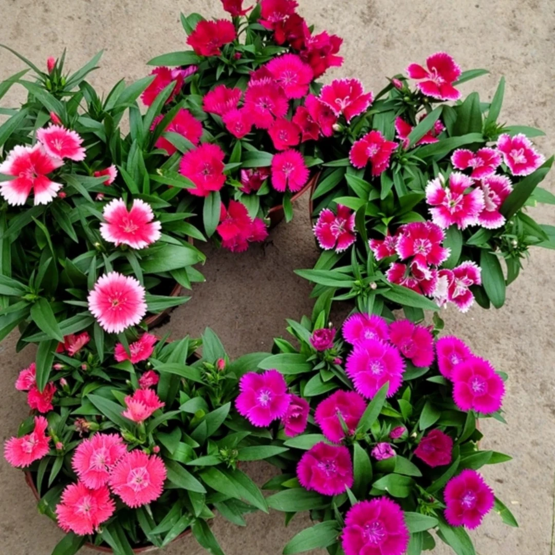 大红发财石竹庭院绿化室外草坪耐寒带花苞发货