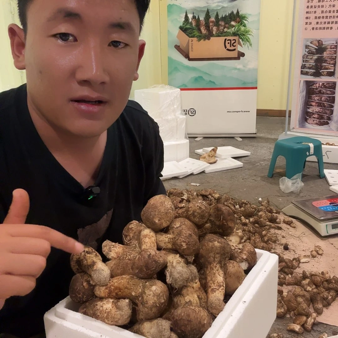 亚英村新鲜松茸高原特产