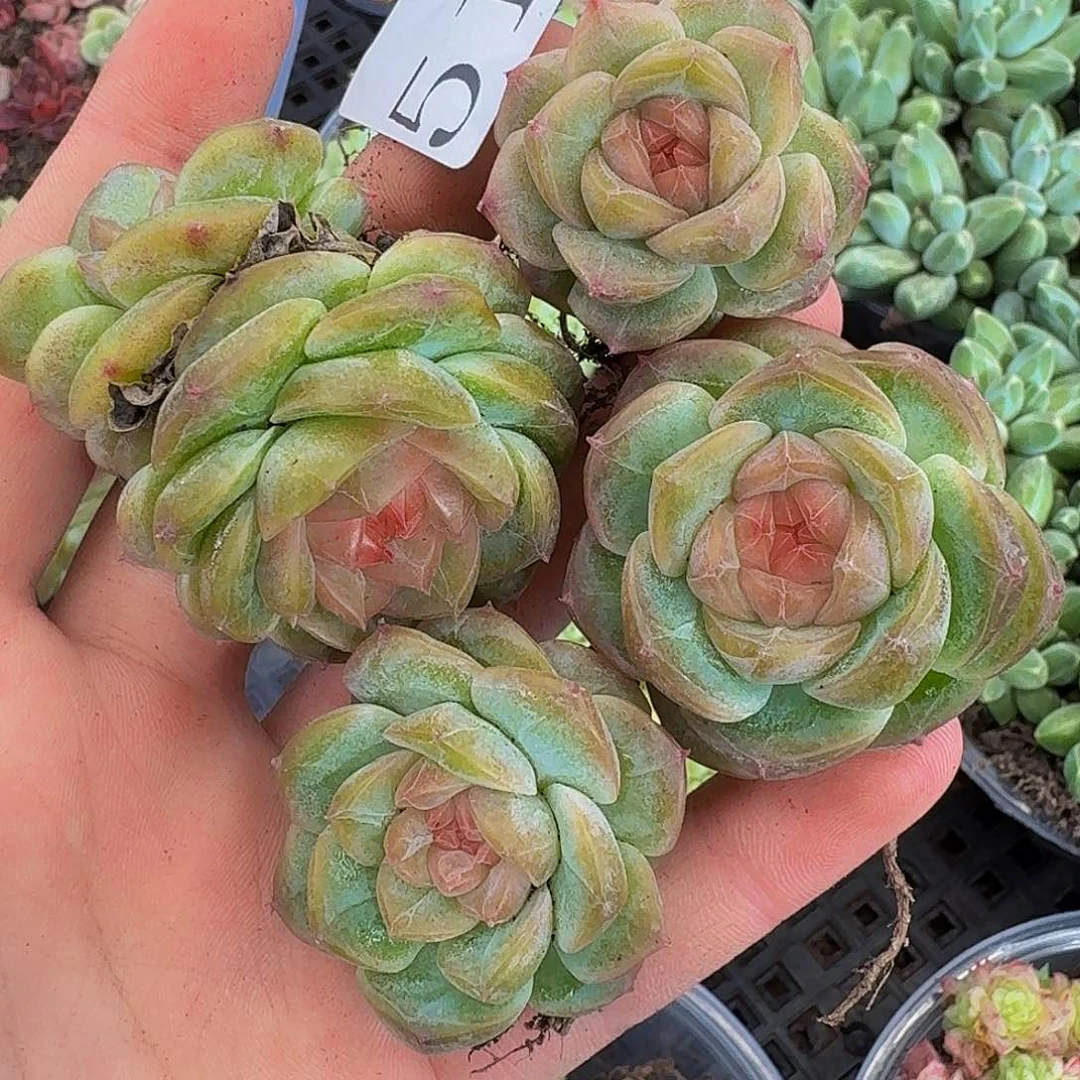 玉**天多肉植物多肉植物516