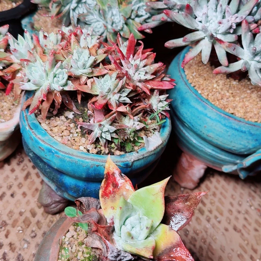 6639两颗仙女杯多肉