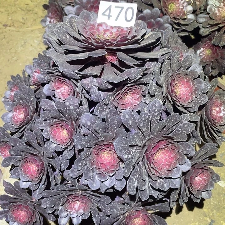 蒜***头多肉植物法师470黑铜壶中班