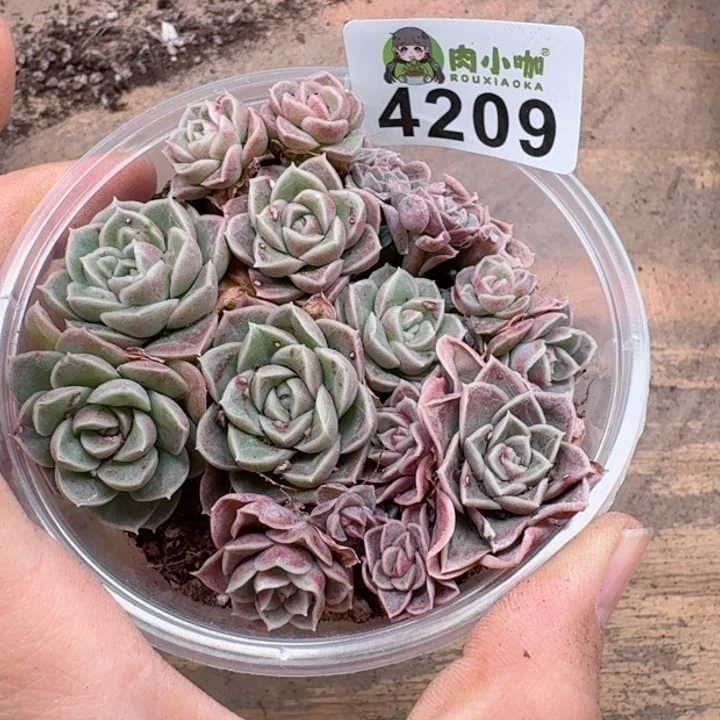 玲*多肉植物多肉植物