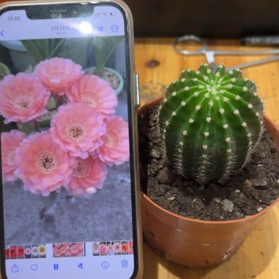 彩草心舞5公分左右带根