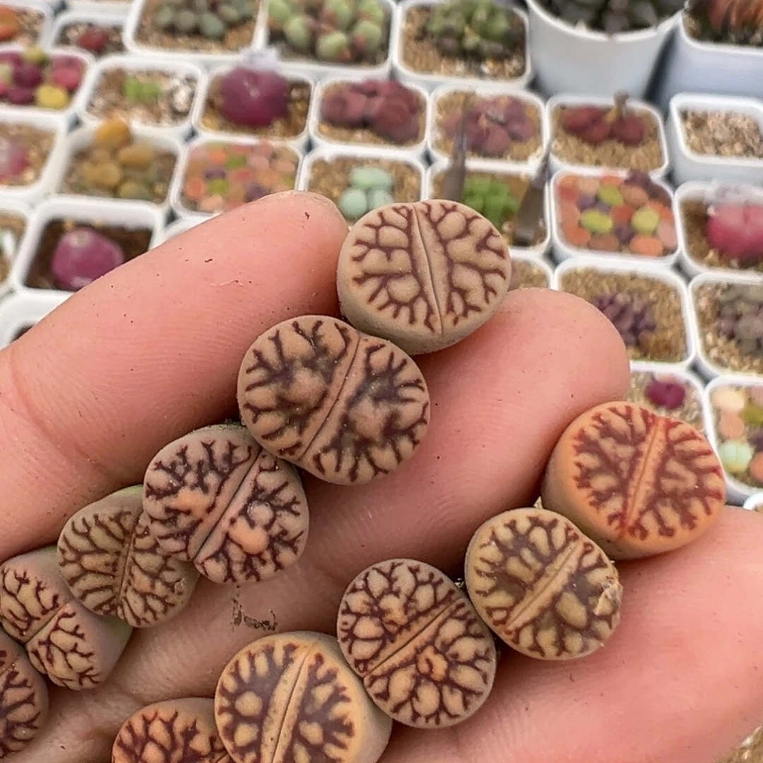 渡*50多肉植物百科知识